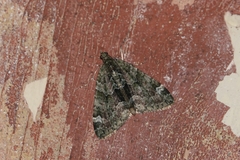 Chloroclysta siterata