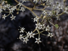 Astrotricha longifolia