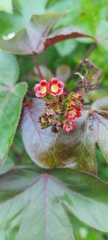 Jatropha gossypiifolia