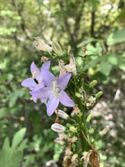 Campanula pyramidalis