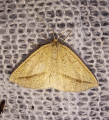 Lychnosea intermicata