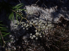 Astrotricha longifolia