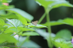 Borbo cinnara