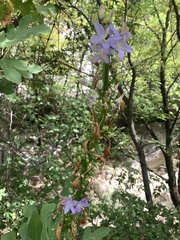 Campanula pyramidalis