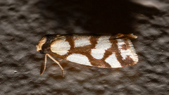 Scaptesyle dichotoma