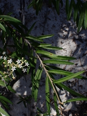 Astrotricha longifolia
