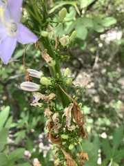 Campanula pyramidalis
