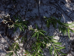 Astrotricha longifolia