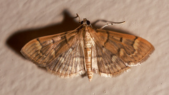 Herpetogramma stultalis