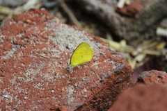 Eurema hecabe
