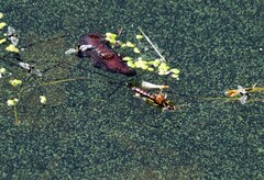 Forficula auricularia