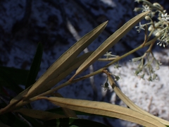 Astrotricha longifolia