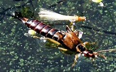 Forficula auricularia