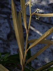 Astrotricha longifolia