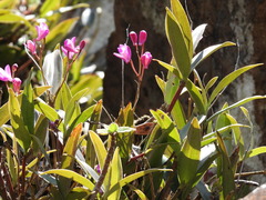 Dendrobium kingianum