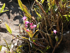 Dendrobium kingianum