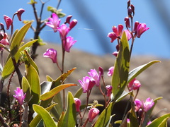 Dendrobium kingianum