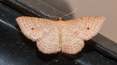 Epicyme rubropunctaria