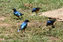 Lamprotornis superbus