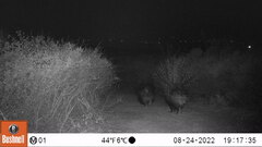 Hystrix africaeaustralis