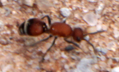 Timulla dubitatiformis