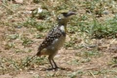 Trachyphonus darnaudii