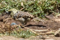 Trachyphonus darnaudii