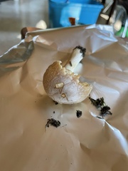 Cortinarius caperatus