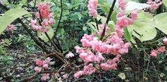 Euonymus hamiltonianus