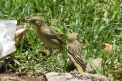 Ploceus