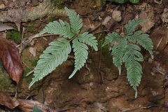 Tectaria fuscipes