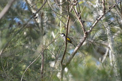 Phylidonyris niger