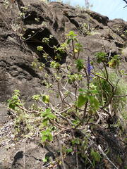 Coleus