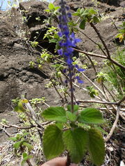 Coleus