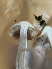 Cortinarius caperatus