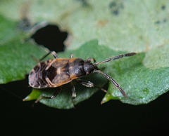 Scolopostethus