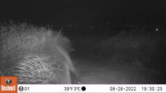 Hystrix africaeaustralis