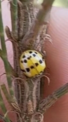 Coccinellinae