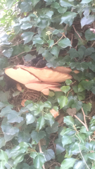 Cyclocybe parasitica