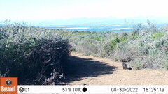 Herpestes pulverulentus