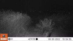 Hystrix africaeaustralis