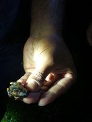 Uperodon montanus