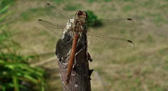 Sympetrum vulgatum