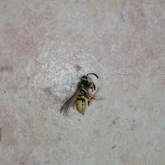 Vespula germanica