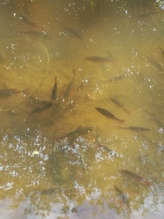 Scardinius erythrophthalmus