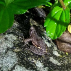 Raorchestes tuberohumerus