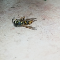 Vespula germanica