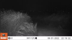 Hystrix africaeaustralis