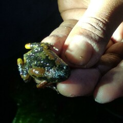 Uperodon montanus