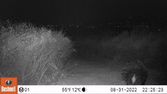 Hystrix africaeaustralis